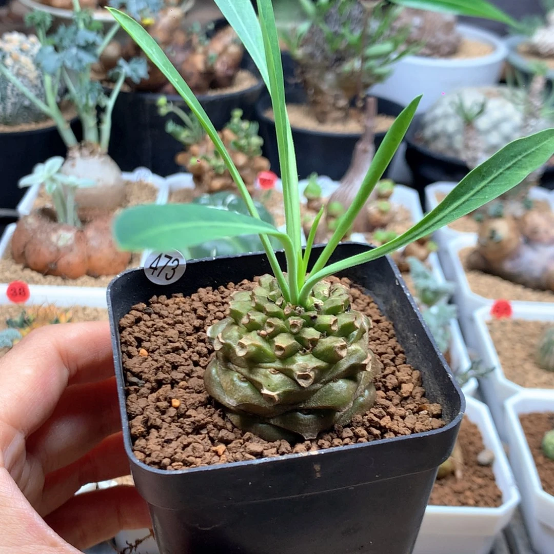 铁甲丸实生带盆3.8cm