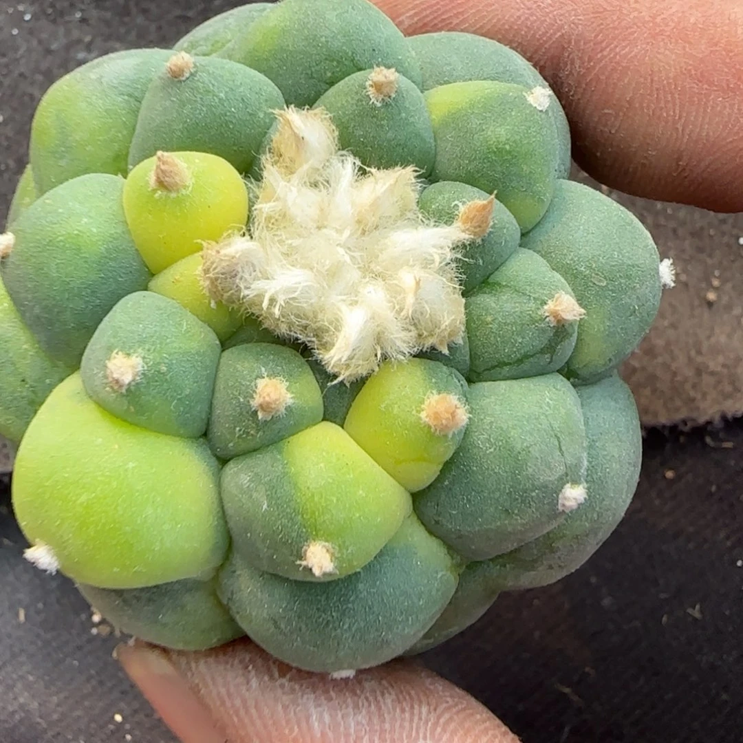 【闪购商品】无花朵仙*落地仙锦500
