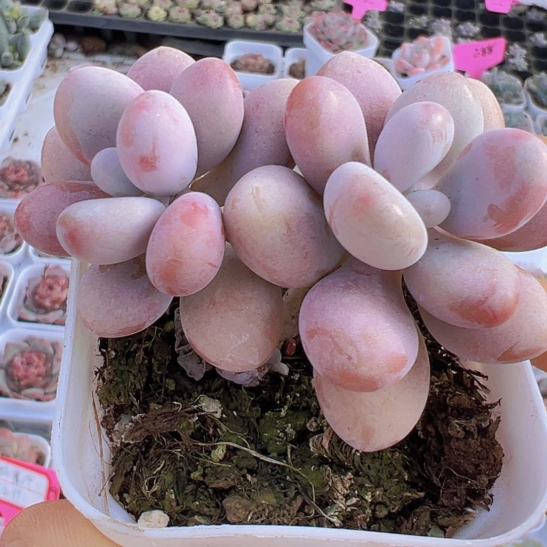 双头老桩亚美桃蛋19包邮