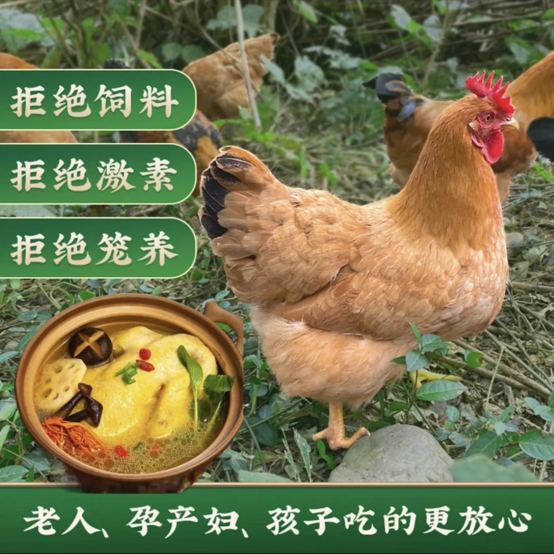 ZZ精选三只高山散放2年黄油老母鸡新鲜宰杀整只带内脏蛋黄鸡心