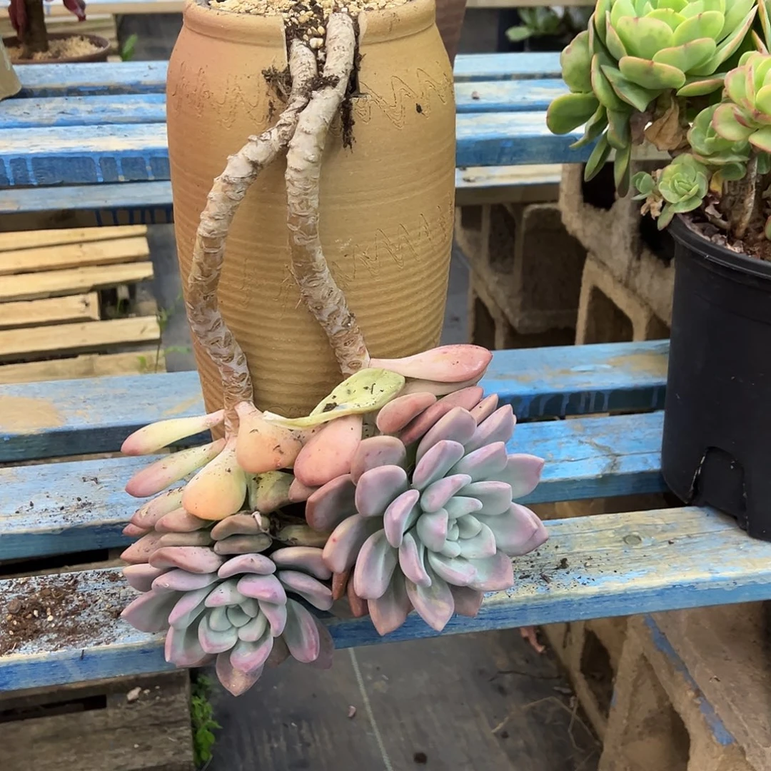奥普骨折脱土发货