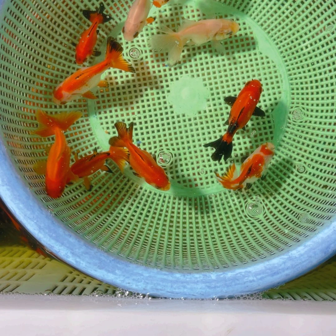 海水鱼花泰狮金鱼47
