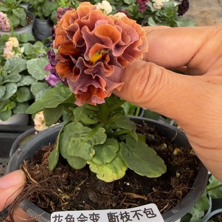 冬***+无花朵M379角堇小苗一物一拍默认苗晃