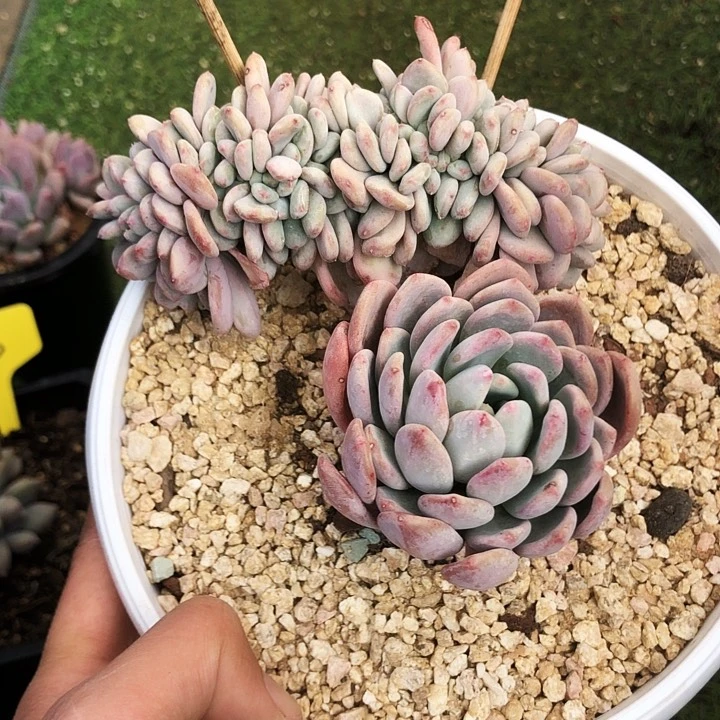 玛瑙缀化多肉植物