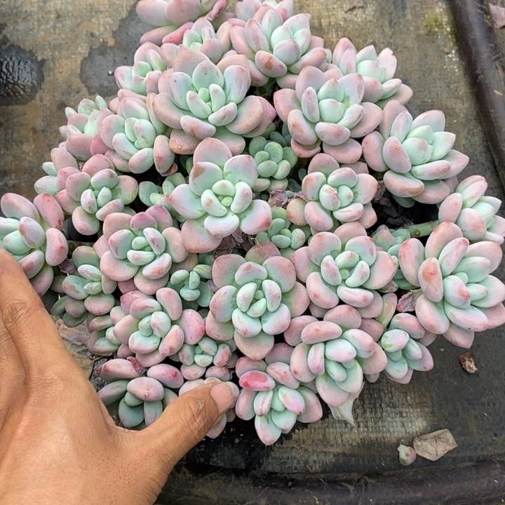 笑**身多肉植物一物一拍