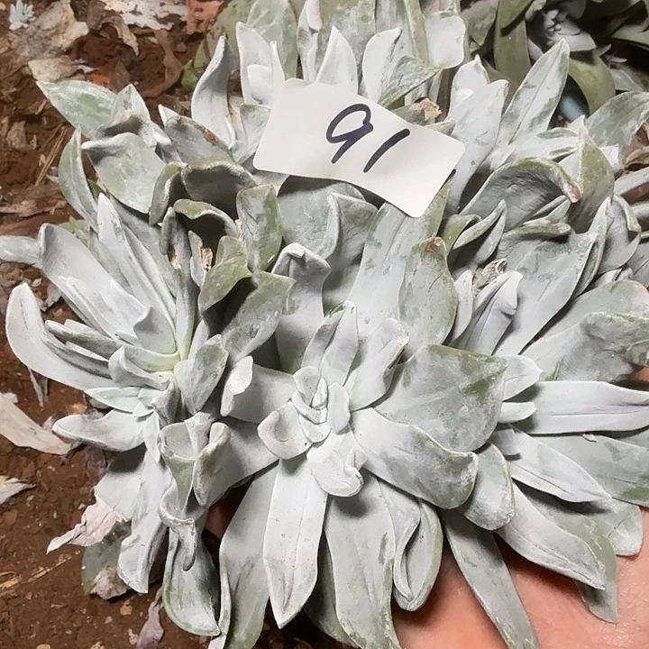 九***4大花朵苹果叶仙女杯多破福利处理瑕疵