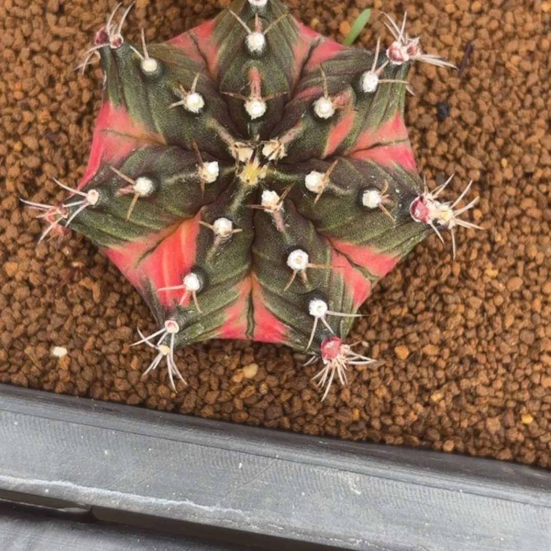 76-1228泰国发货多肉