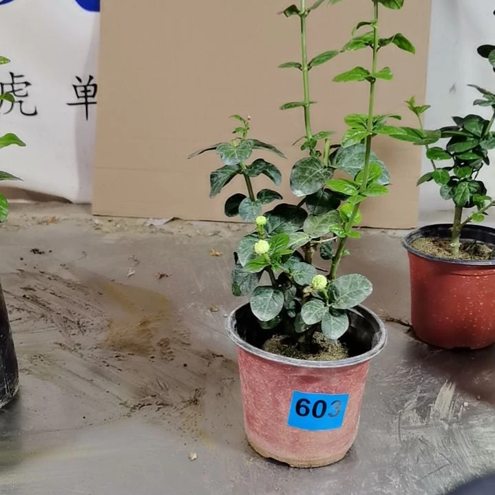 大部分花苞少量开放与**偿