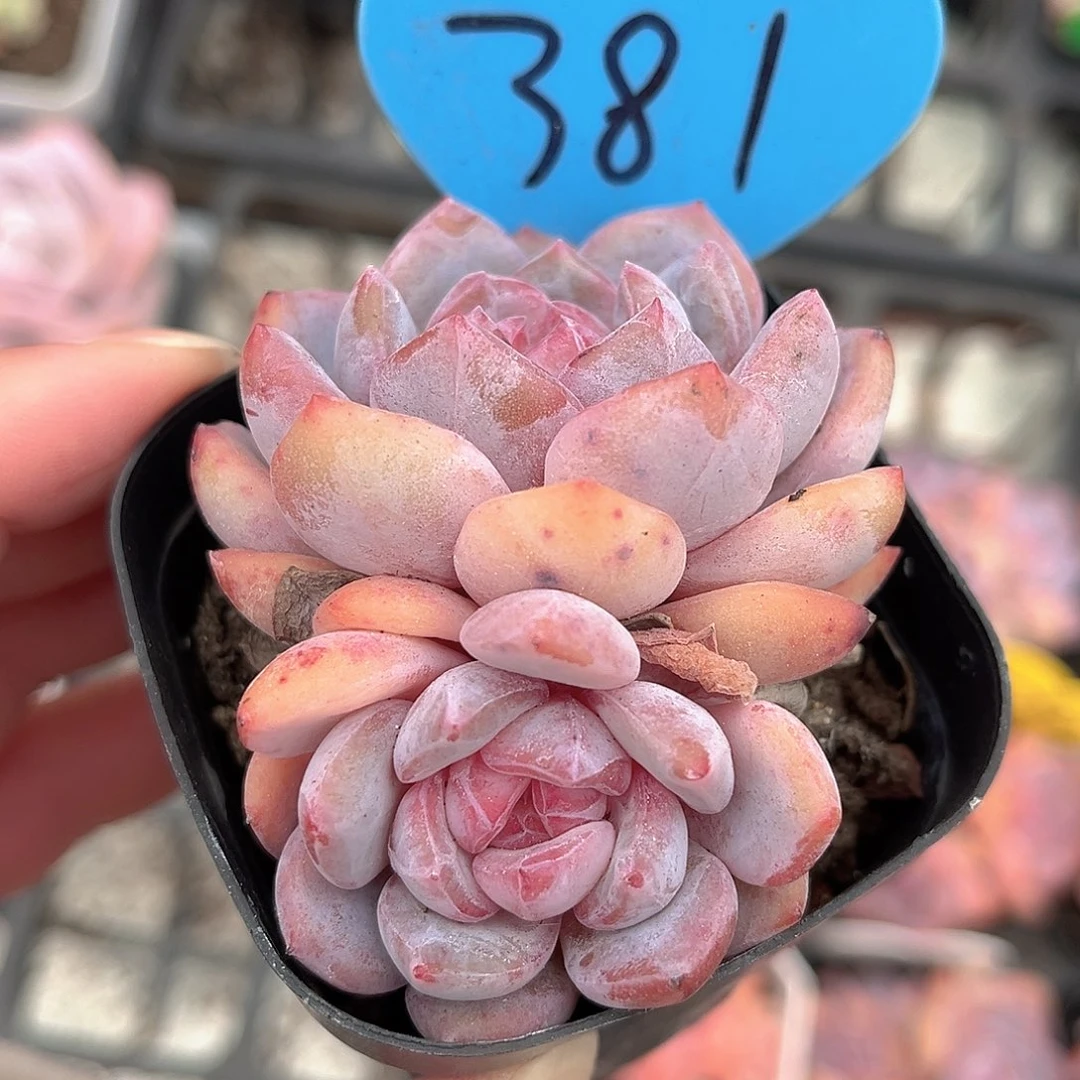 381号小老桩星影双头