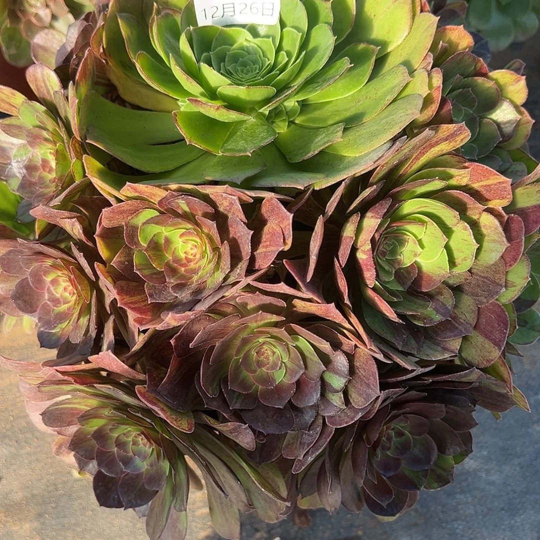 12.6-15花月夜多肉植物