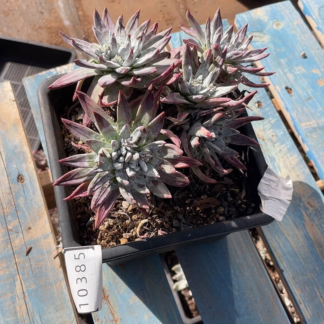 千*刘丹杂多头老桩10385