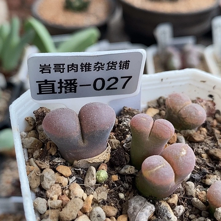 AP种源肯哈德50公里风铃