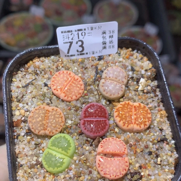 精品生石花219.73