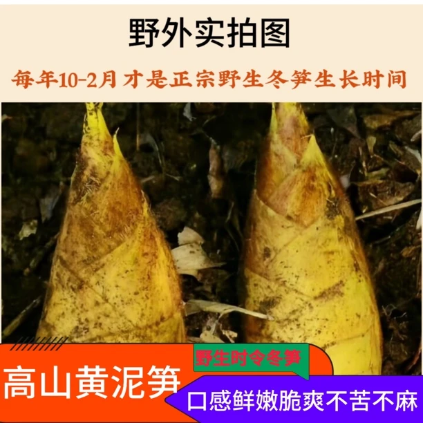 四川高山黄泥冬笋新鲜纯天然野生脆嫩爽口时令冬笋