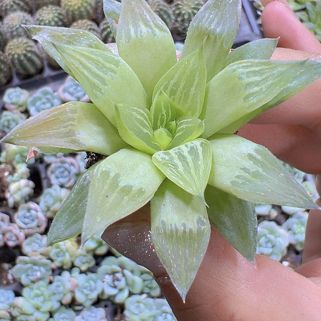 水晶寿2个苗19包邮