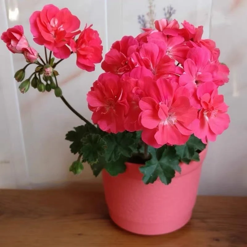 【莱娜】直立半兽天竺葵带花苞包对版