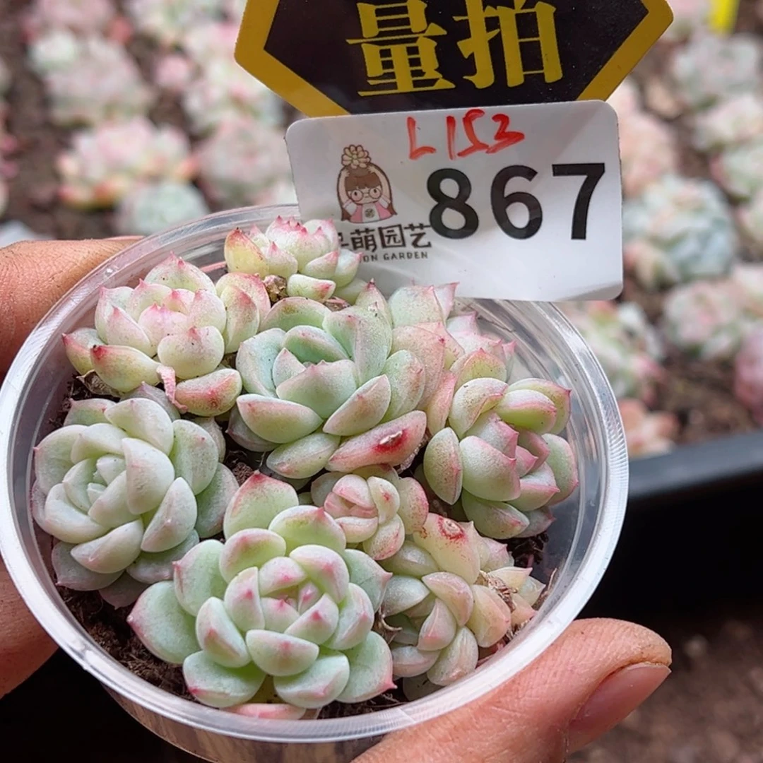 多肉植物多肉植物