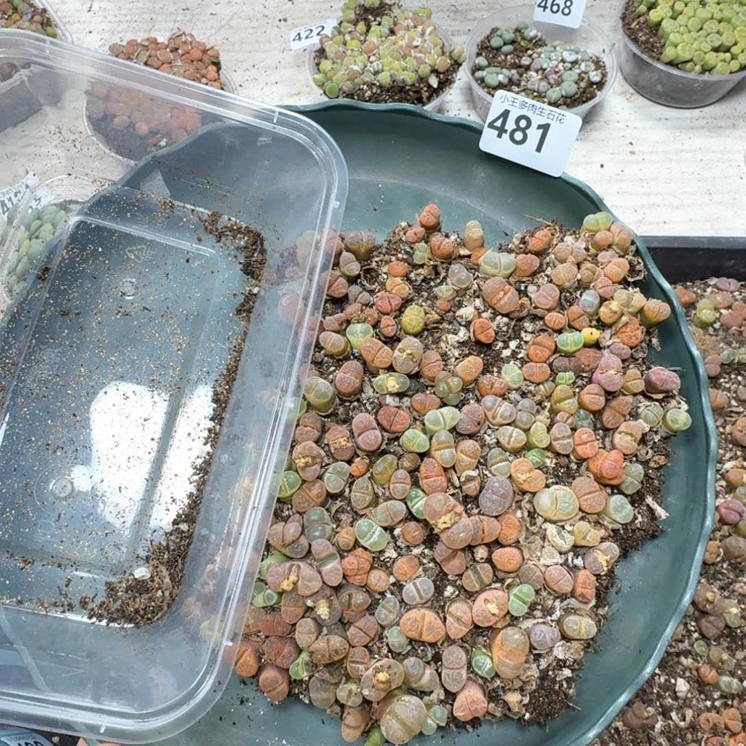 481。风铃一盒多肉植物