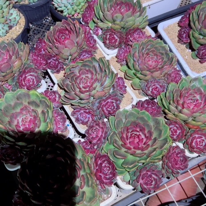 梦幻妖姬随机发货