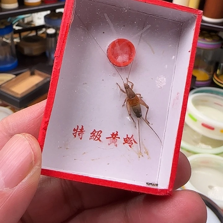 无***刚凤仙子鸣虫精品系列