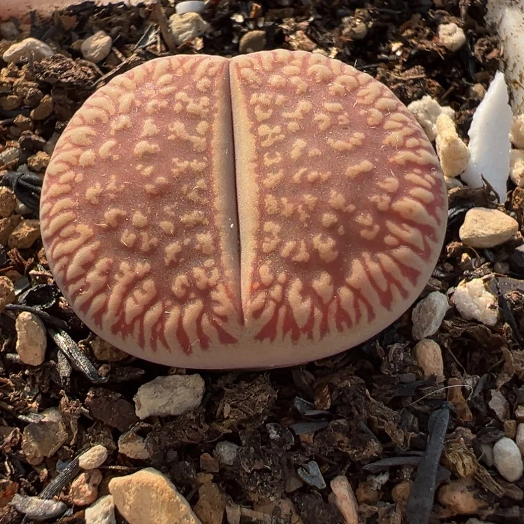 841多肉植物种类多样