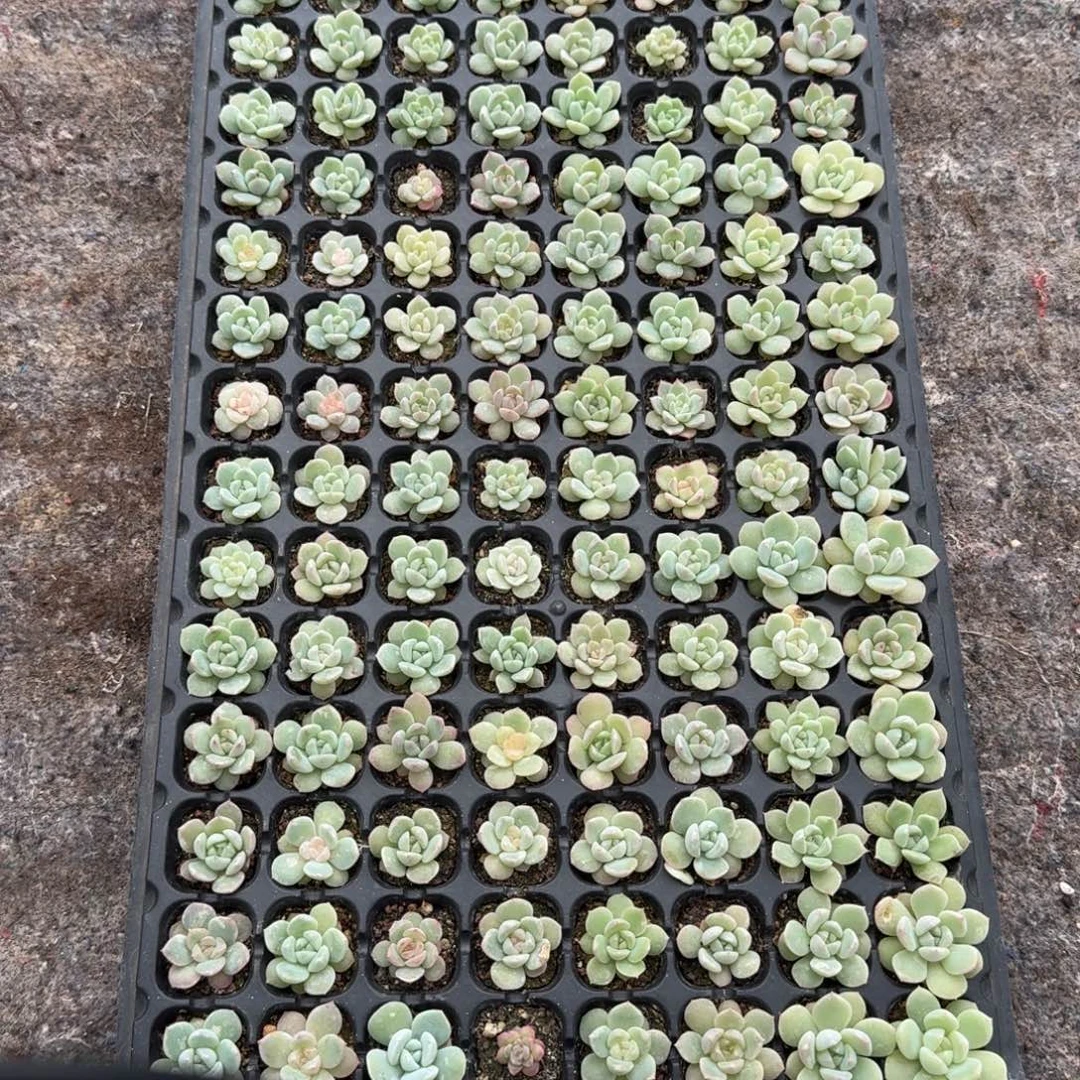 如图糖心混合播种苗一盘不售后
