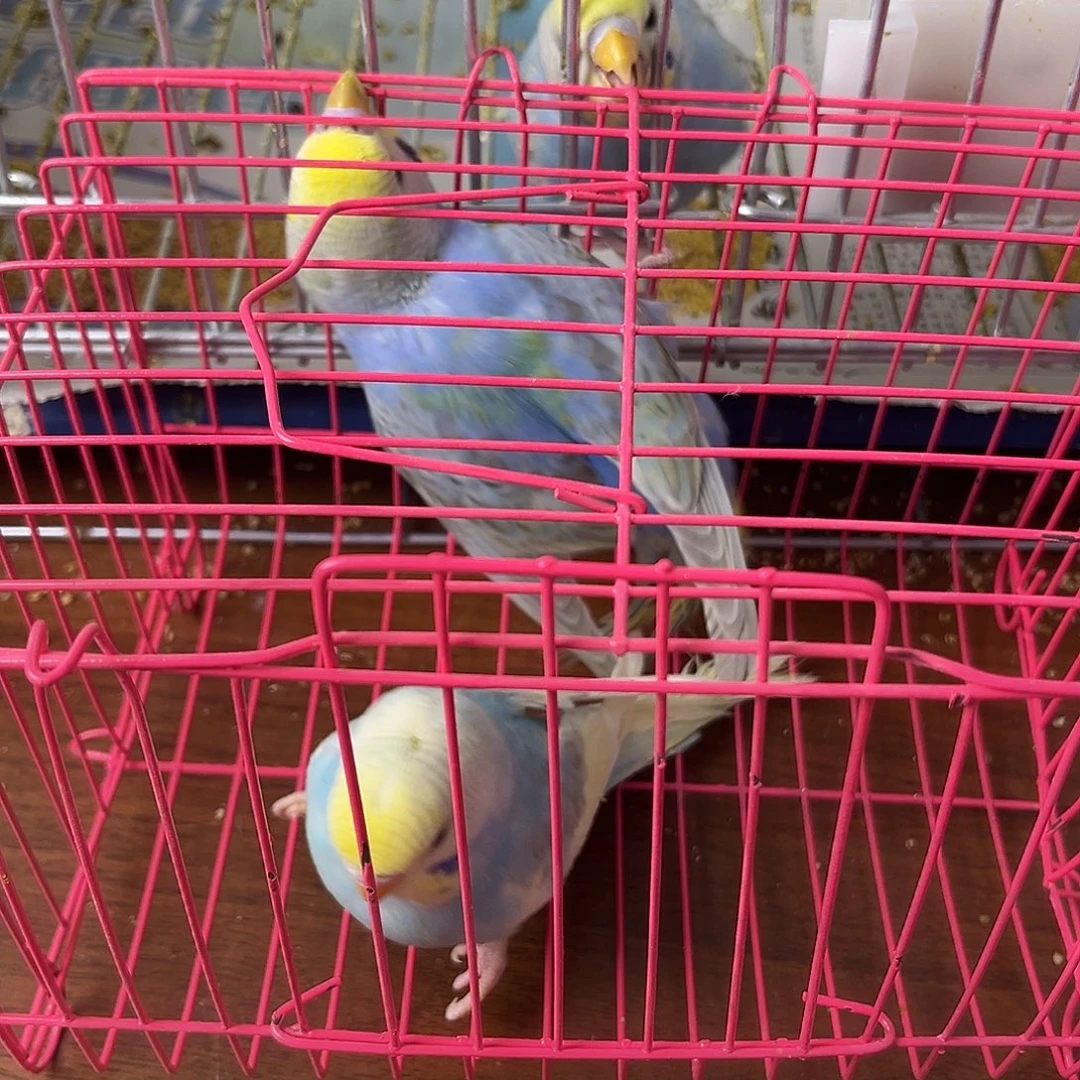 虎皮鹦鹉金彩鹦鹉