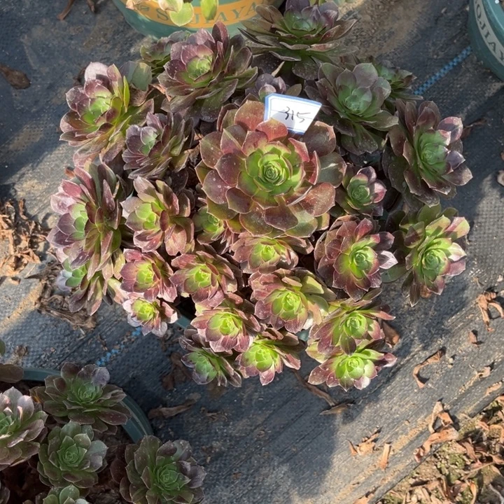 315黑骑士多肉植物法师