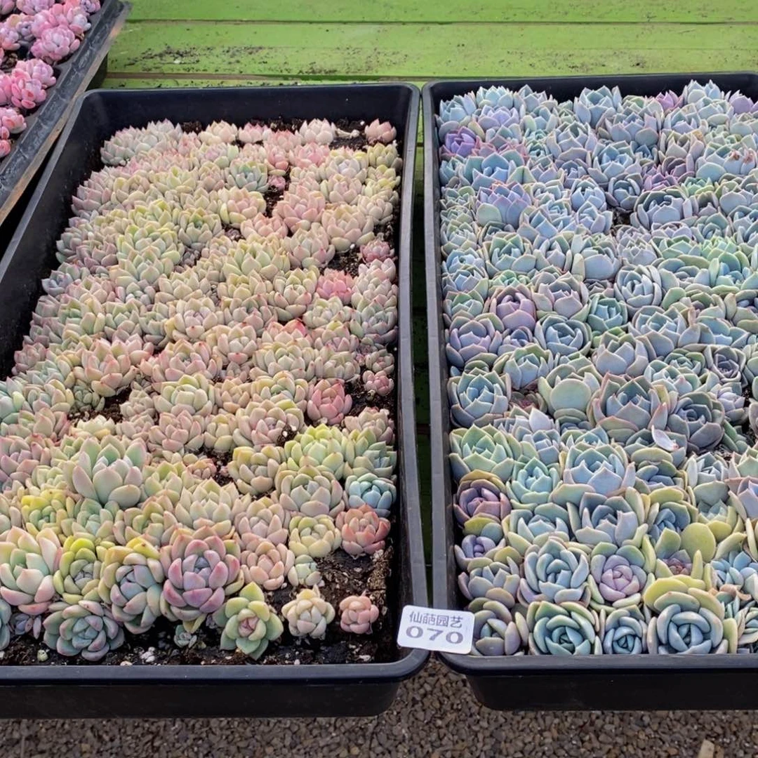 h****h070多肉植物保护研究所所长助理