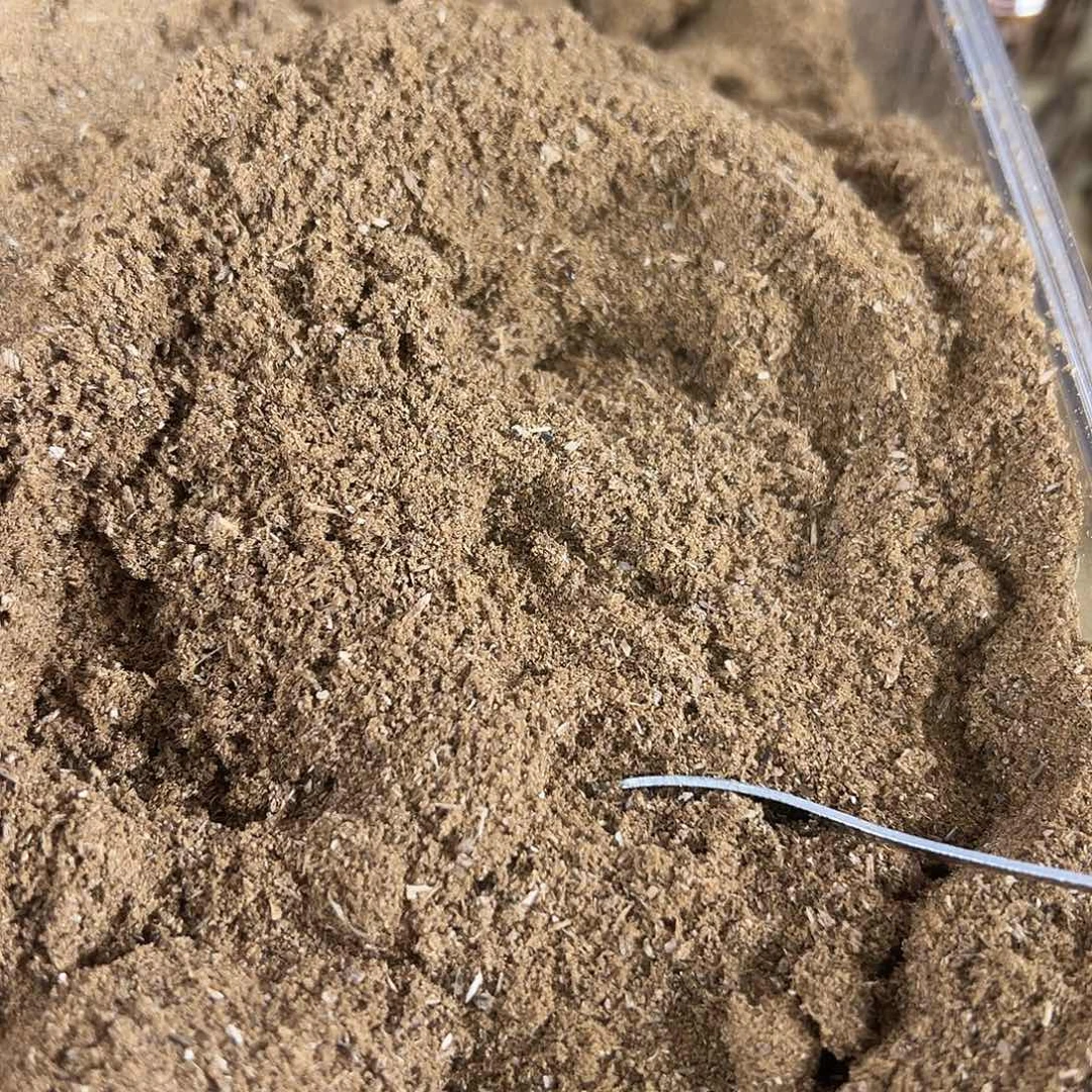 香料绿棋楠100克白棋