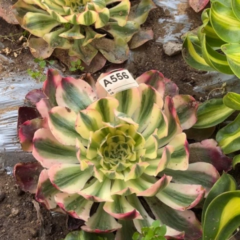 多肉植物爱丽斯锦