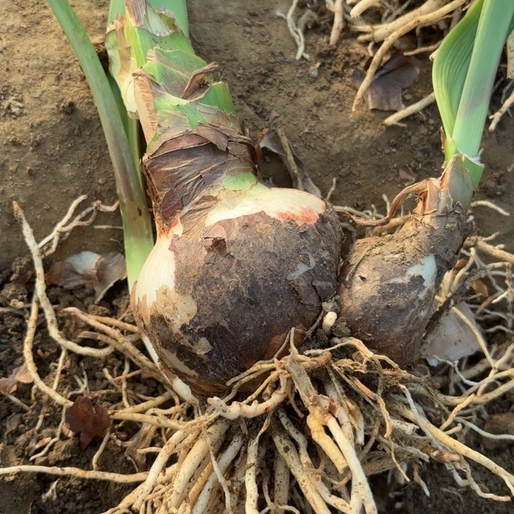 无花朵开*果摩卡包对版