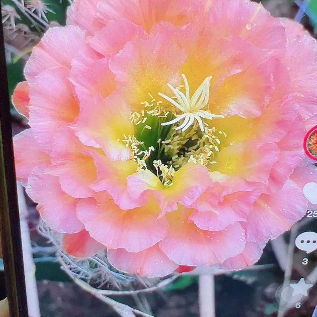 毛花柱 61侧芽 满20包邮