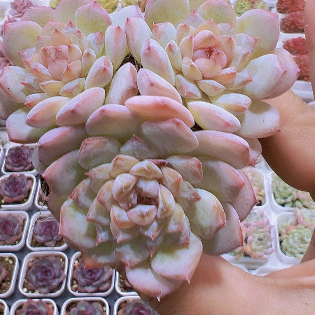 冰葡萄群19包邮多肉植物