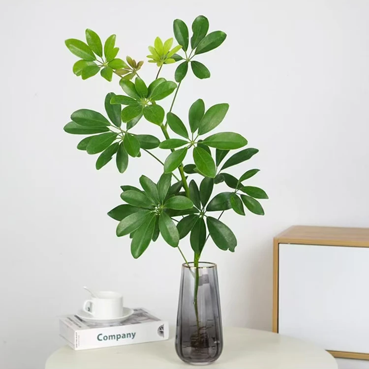 【八方来财】招财树鸭脚木带根发货水培土培四季常青懒人绿植好养活