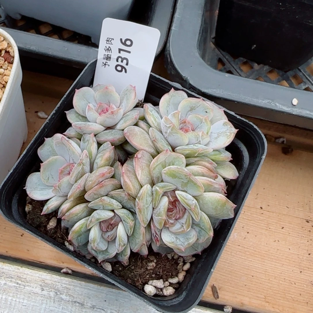 宫花群，9316多肉植物