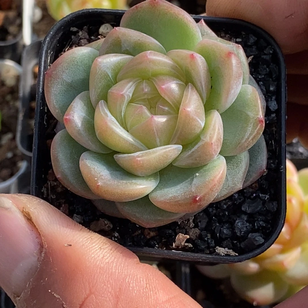 天官赐福百无禁忌