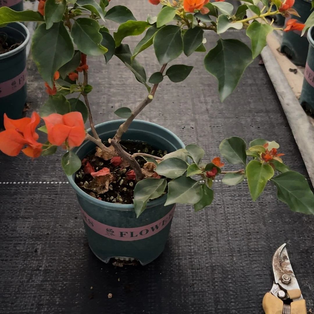 清***澈完全开放   下播   暗斑橙 4057