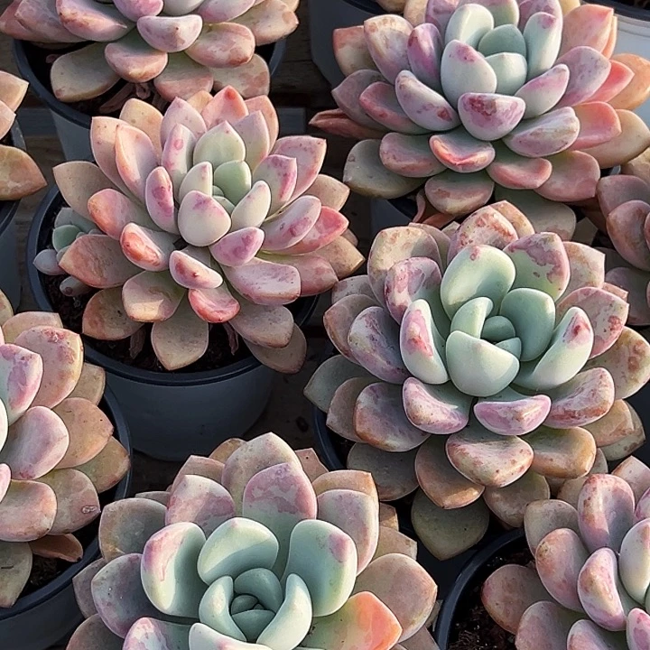 大单头           花斑露