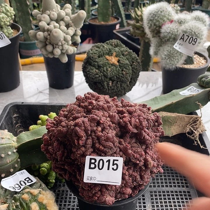 完全开放015高莎石化