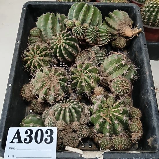 当前无花栽培后可以开花303