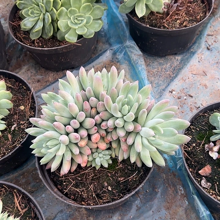 蓝***瑰多肉植物实物直播实物84