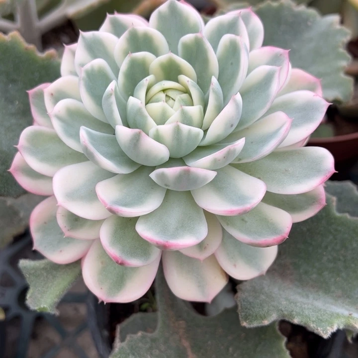 韩水晶锦一物一拍