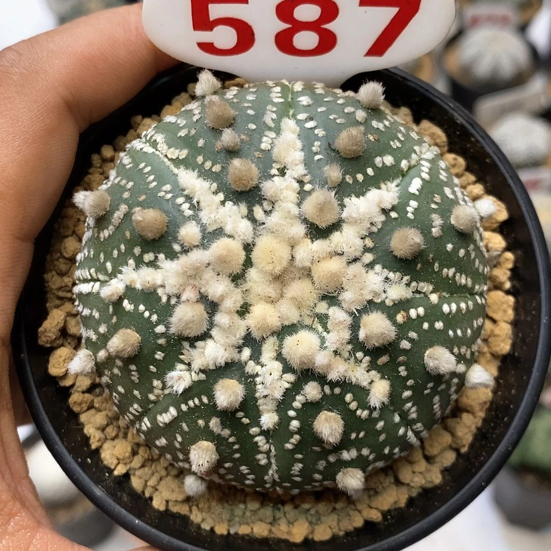 587福利特价咯打特价咯