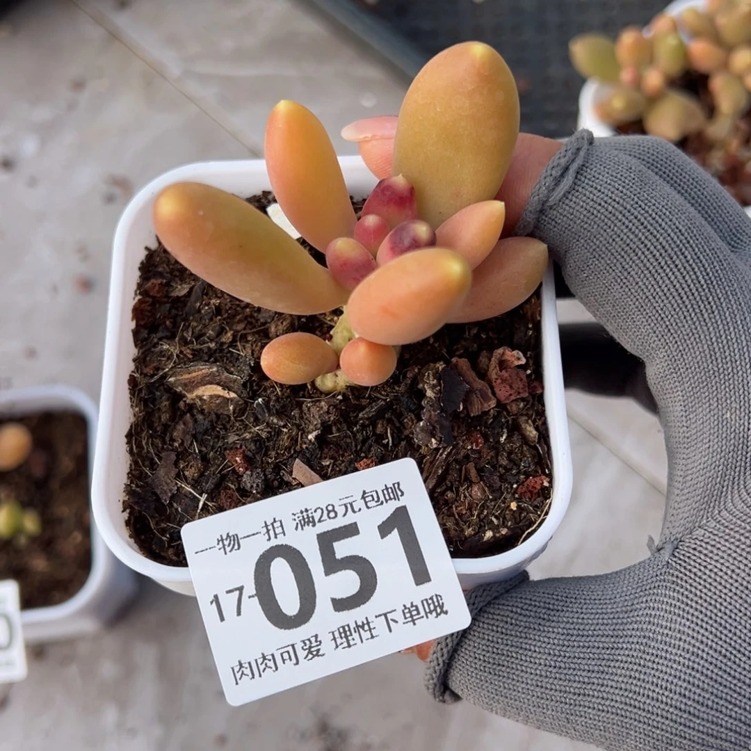 金蟾多肉多肉多肉多肉