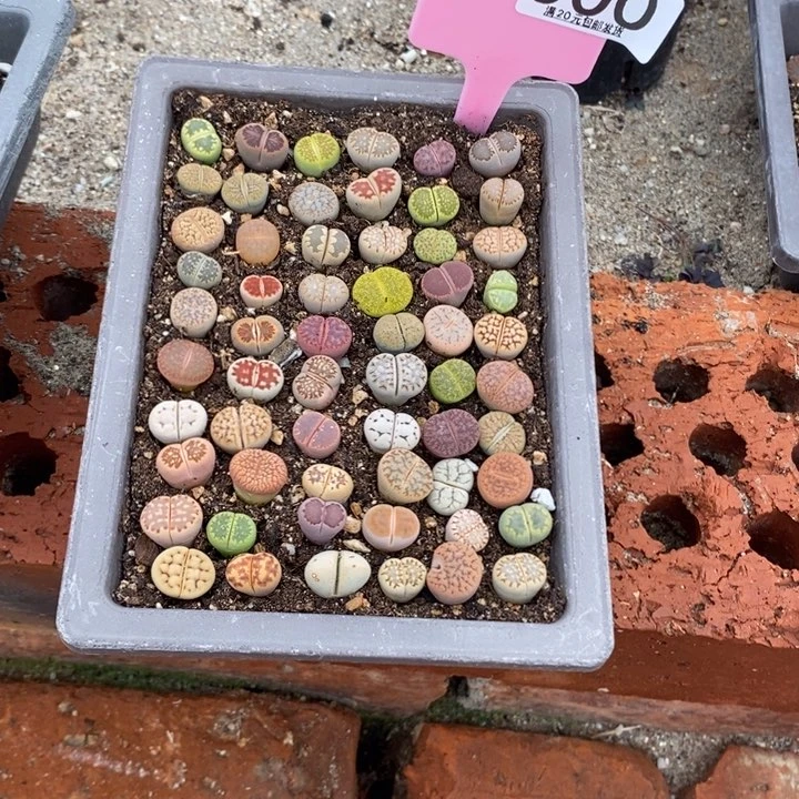 哥***妹生石花等植物的生长900