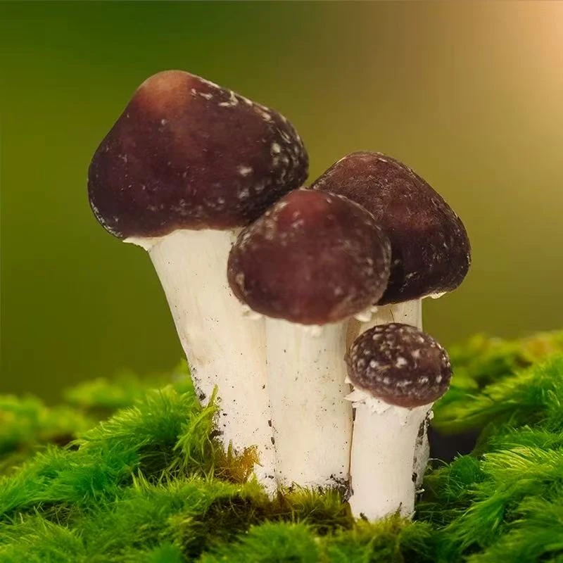 【二狗专属】高山赤松茸