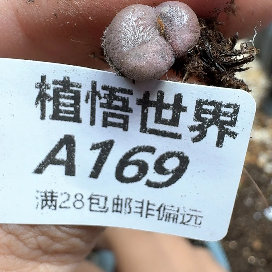 多肉植物的润泽地f