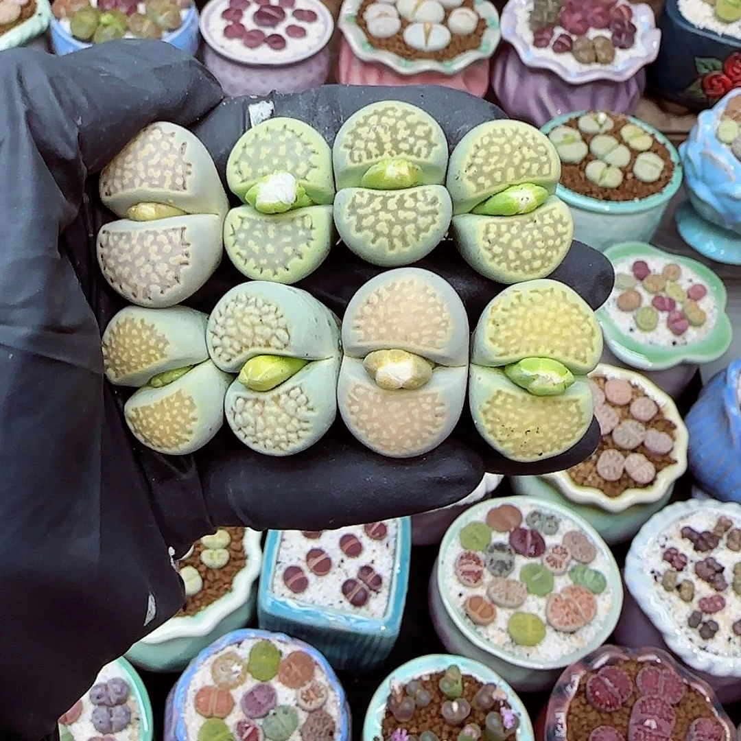 生石花满18包邮1108-43