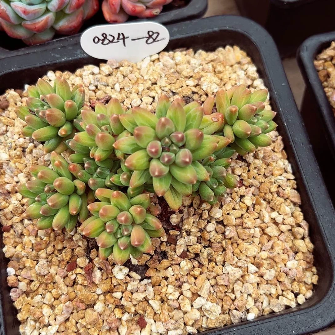 0824-82伊卡鲁斯。